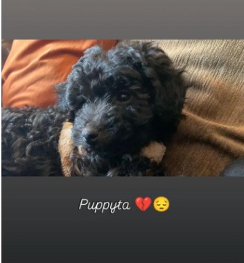 PUPPY