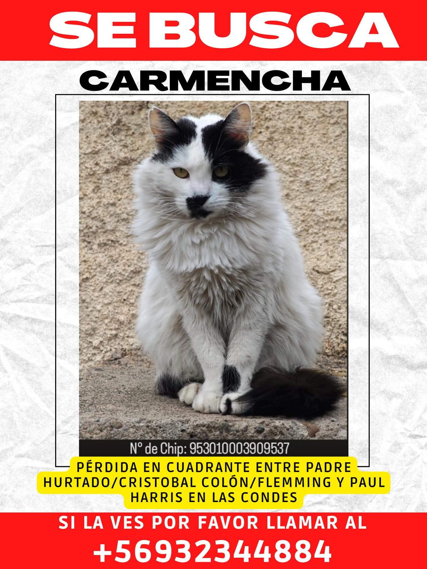 Carmencha 