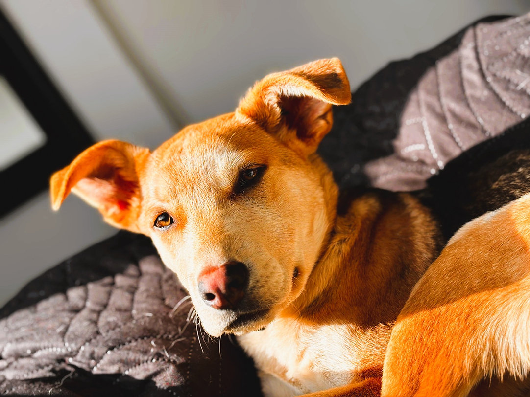 BALTO-BOLT, Perro de Carolina